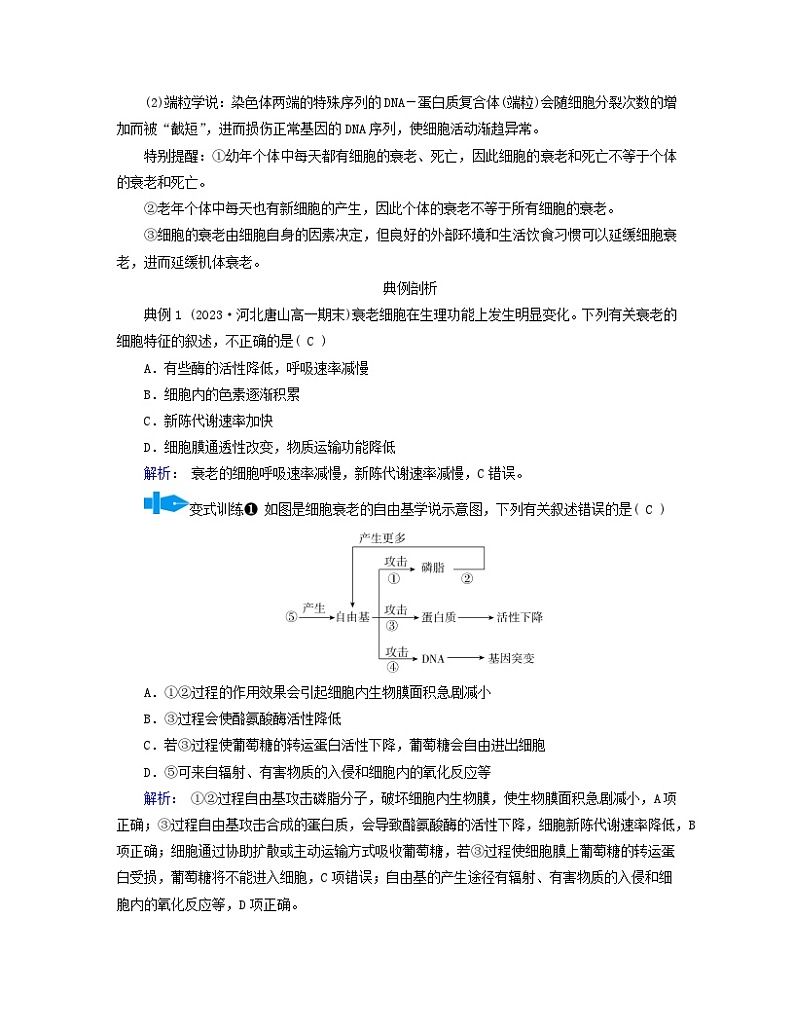 新教材适用2023_2024学年高中生物第6章细胞的生命历程第3节细胞的衰老和死亡学案新人教版必修1第3页