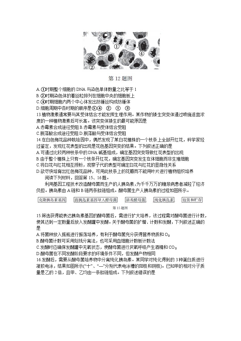 2024浙江强基联盟高三上学期12月联考试题生物含答案03