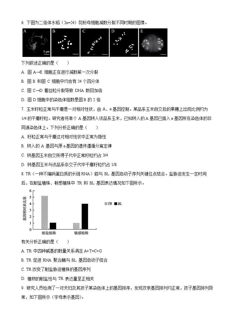 2024北京朝阳区高三上学期期中生物含解析 试卷03