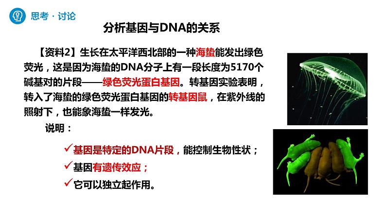 人教版高中生物必修二3.4基因通常是有遗传效应的DNA片段课件+同步分层练习（含答案解析）05