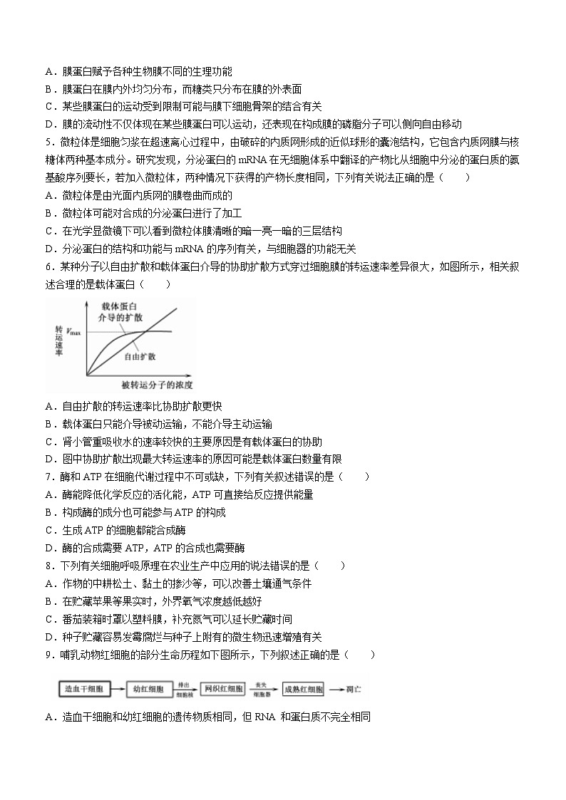 湖北省黄冈市部分高中2023-2024学年高三上学期期中联考生物试题（Word版附答案）02