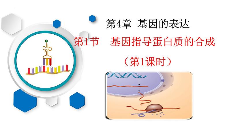 人教版高中生物必修二4.1基因指导蛋白质的合成（第一课时）课件+同步分层练习（含答案解析）01