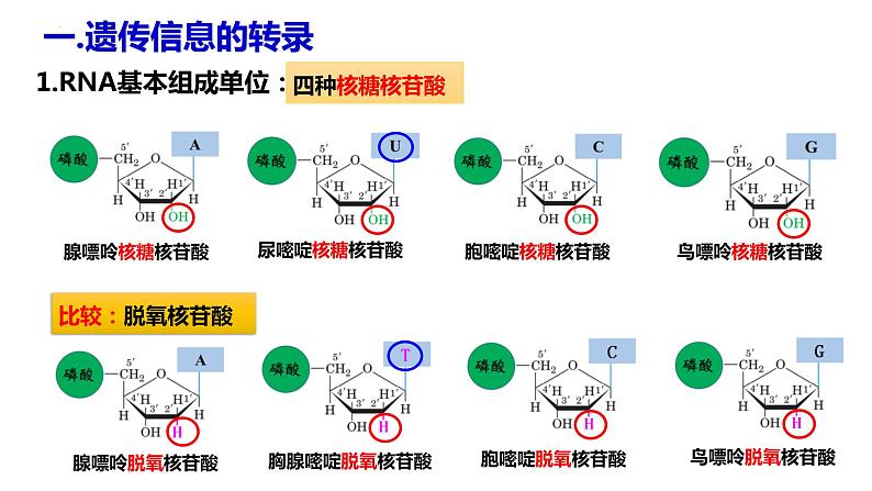 人教版高中生物必修二4.1基因指导蛋白质的合成（第一课时）课件+同步分层练习（含答案解析）05