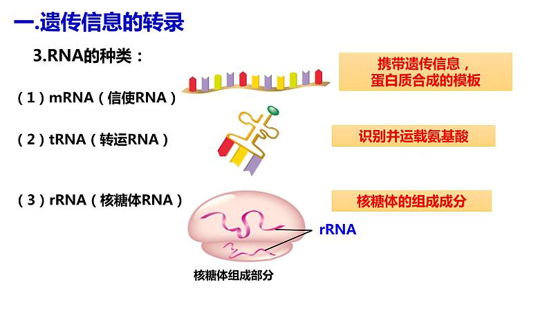 人教版高中生物必修二4.1基因指导蛋白质的合成（第一课时）课件+同步分层练习（含答案解析）07