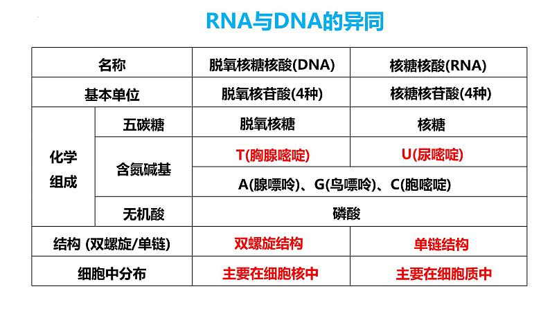 人教版高中生物必修二4.1基因指导蛋白质的合成（第一课时）课件+同步分层练习（含答案解析）08