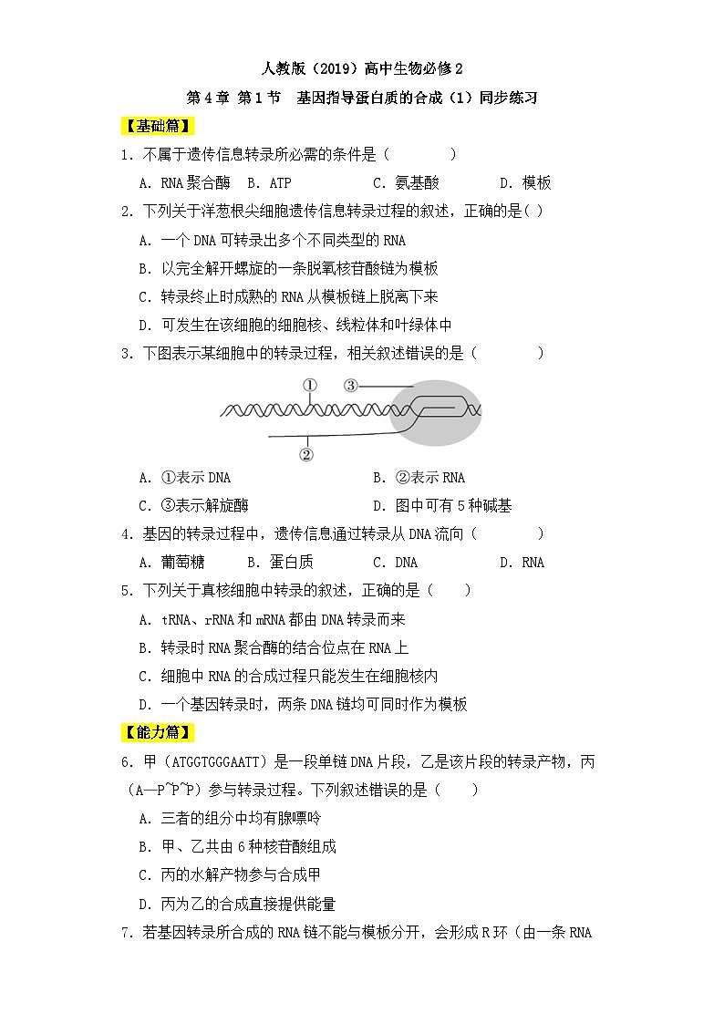 人教版高中生物必修二4.1基因指导蛋白质的合成（第一课时）课件+同步分层练习（含答案解析）01