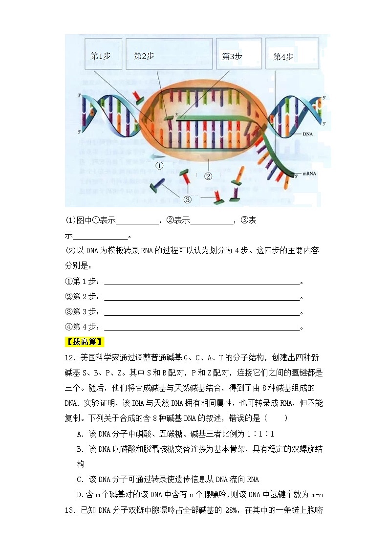 人教版高中生物必修二4.1基因指导蛋白质的合成（第一课时）课件+同步分层练习（含答案解析）03
