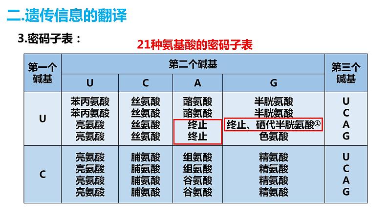 人教版高中生物必修二4.1基因指导蛋白质的合成（第二课时）课件+同步分层练习（含答案解析）05