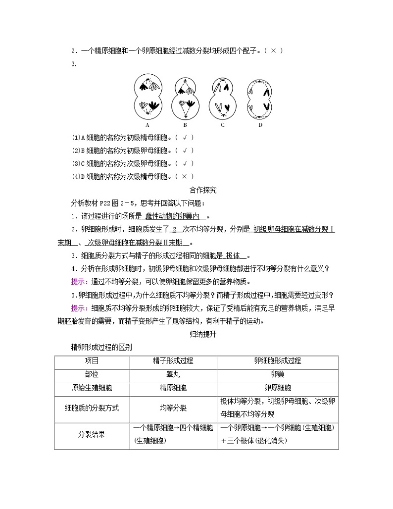 新教材适用2023_2024学年高中生物第2章基因和染色体的关系第1节减数分裂和受精作用第2课时卵细胞的形成过程减数分裂过程中染色体与核DNA等数目变化规律学案新人教版必修2第2页
