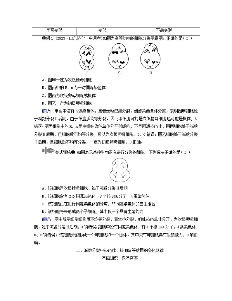 新教材适用2023_2024学年高中生物第2章基因和染色体的关系第1节减数分裂和受精作用第2课时卵细胞的形成过程减数分裂过程中染色体与核DNA等数目变化规律学案新人教版必修2第3页