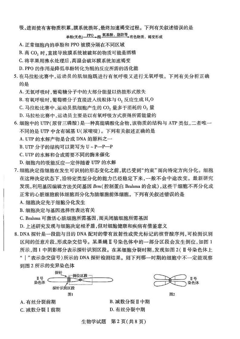 2024山西省三晋名校联盟高三上学期期中阶段测试生物试题PDF版无答案02