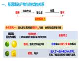 人教版高中生物必修二4.2基因表达与性状的关系课件+同步分层练习（含答案解析）