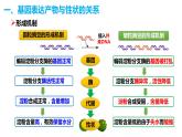 人教版高中生物必修二4.2基因表达与性状的关系课件+同步分层练习（含答案解析）