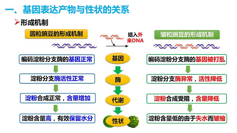 人教版高中生物必修二4.2基因表达与性状的关系课件+同步分层练习（含答案解析）04