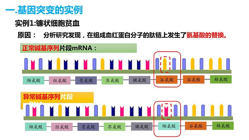 人教版高中生物必修二5.1基因突变和基因重组课件+同步分层练习（含答案解析）04