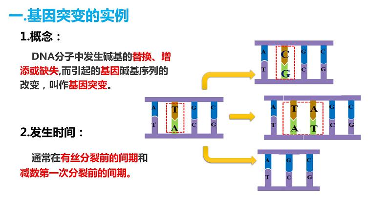 人教版高中生物必修二5.1基因突变和基因重组课件+同步分层练习（含答案解析）07