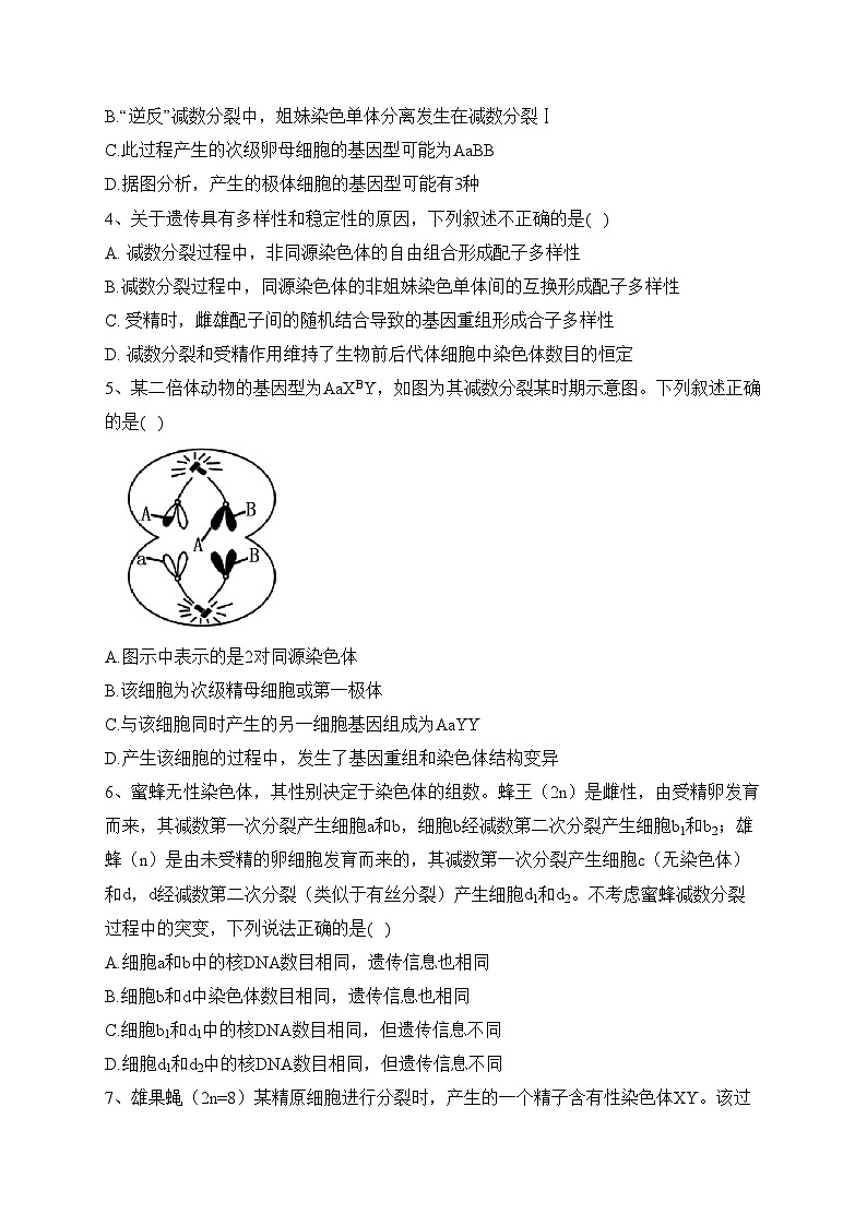 专题八 遗传的细胞基础——2024届高考生物二轮复习模块精练【旧教材通用版】(含答案)第2页