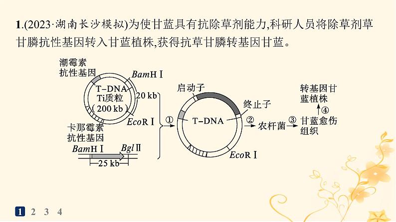 适用于新高考新教材2024版高考生物二轮复习大题分析与表达练6基因工程类大题突破课件02