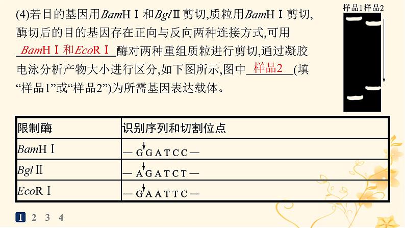 适用于新高考新教材2024版高考生物二轮复习大题分析与表达练6基因工程类大题突破课件05