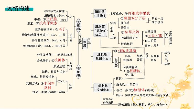 适用于新高考新教材2024版高考生物二轮复习专题1细胞的分子组成结构与物质运输课件第3页