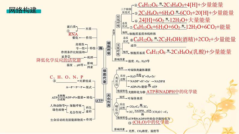 适用于新高考新教材2024版高考生物二轮复习专题2细胞的代谢课件03