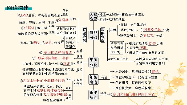 适用于新高考新教材2024版高考生物二轮复习专题3细胞的生命历程课件第3页