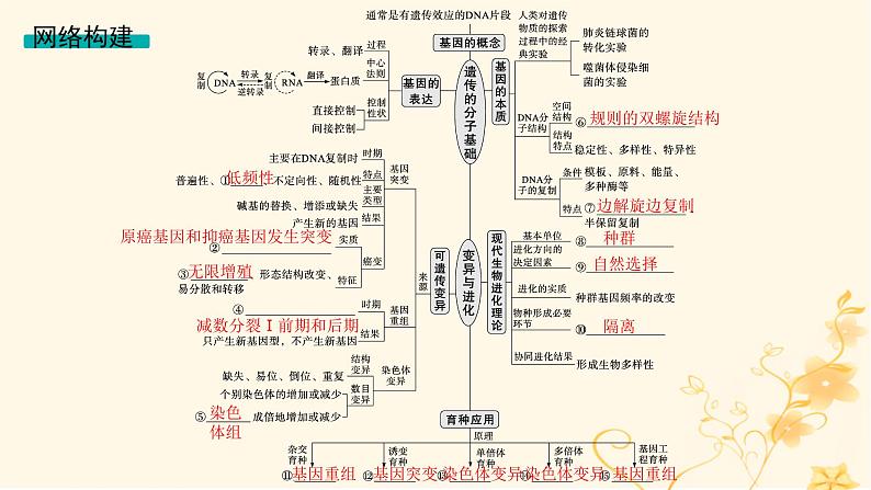 适用于新高考新教材2024版高考生物二轮复习专题5遗传的分子基础变异与进化课件03