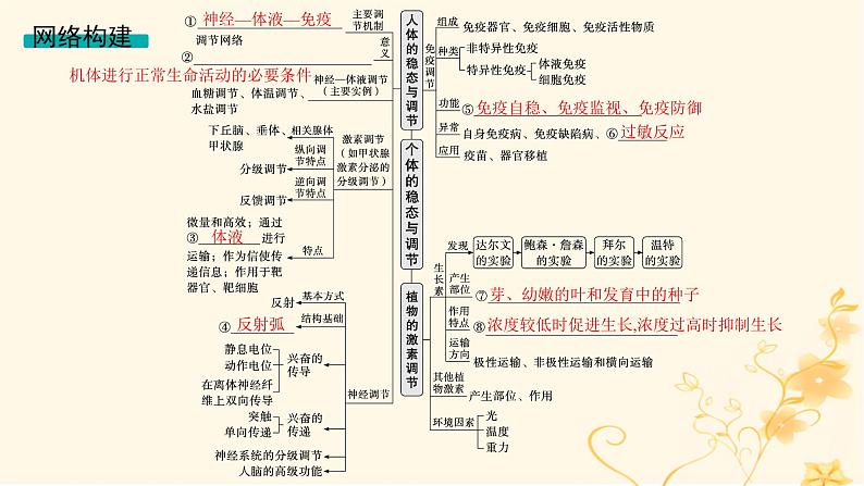 适用于新高考新教材2024版高考生物二轮复习专题6个体生命活动的调节课件第3页