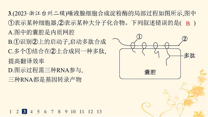 适用于新高考新教材2024版高考生物二轮复习专题突破练5遗传的分子基础变异与进化课件第7页