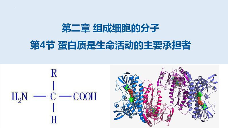 《蛋白质是生命活动的主要承担者》课件第1页