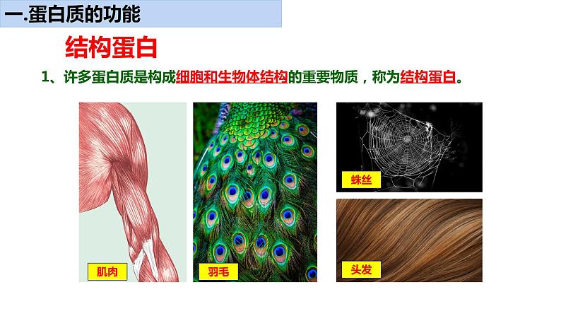 《蛋白质是生命活动的主要承担者》课件第4页