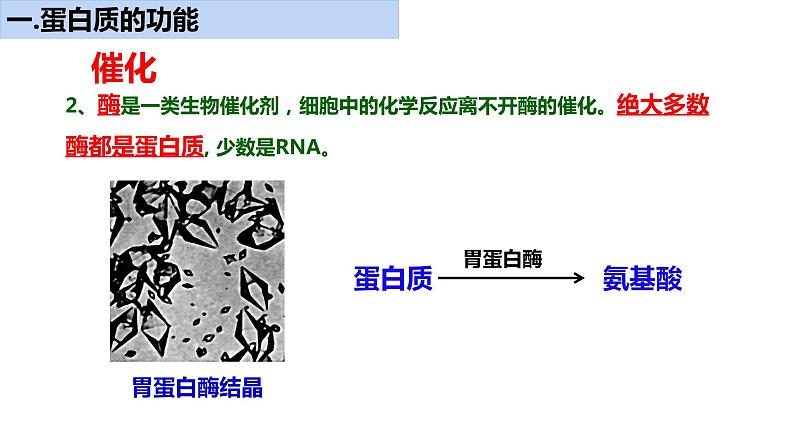 《蛋白质是生命活动的主要承担者》课件第5页