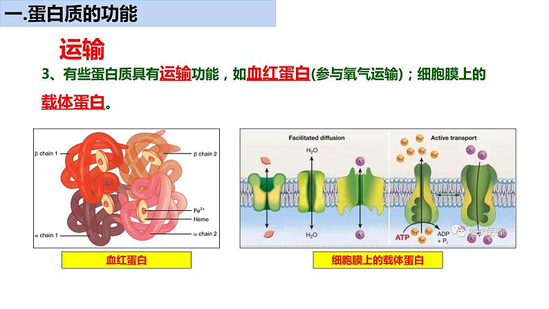 《蛋白质是生命活动的主要承担者》课件第6页