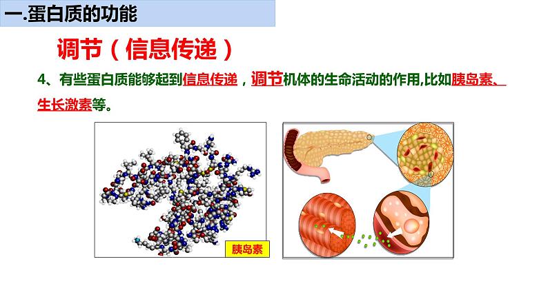 《蛋白质是生命活动的主要承担者》课件第7页