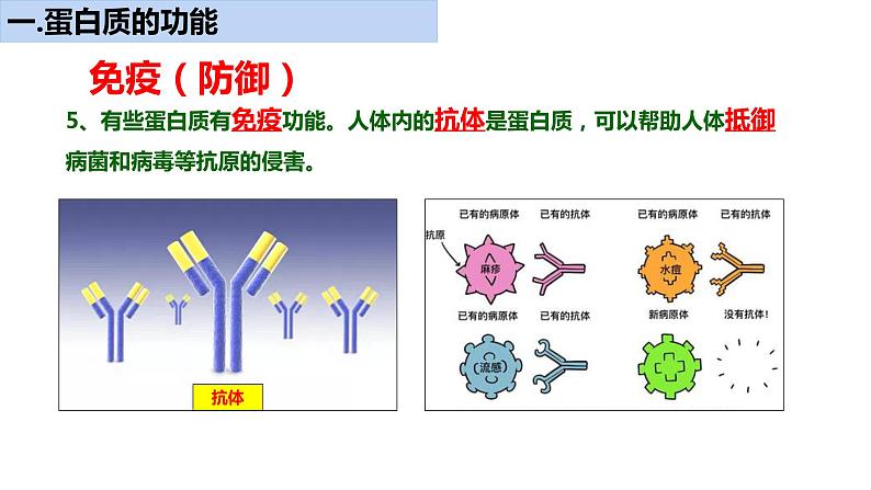 《蛋白质是生命活动的主要承担者》课件第8页