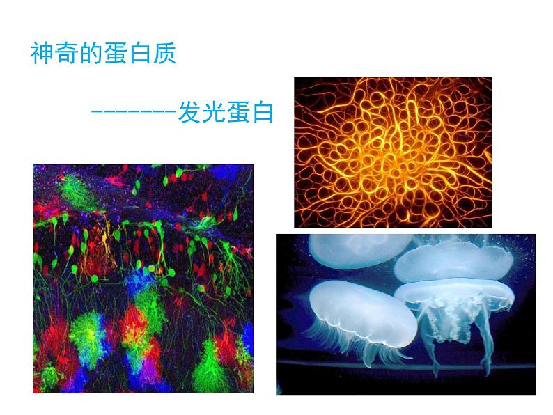 《蛋白质是生命活动的主要承担者》课件2第3页