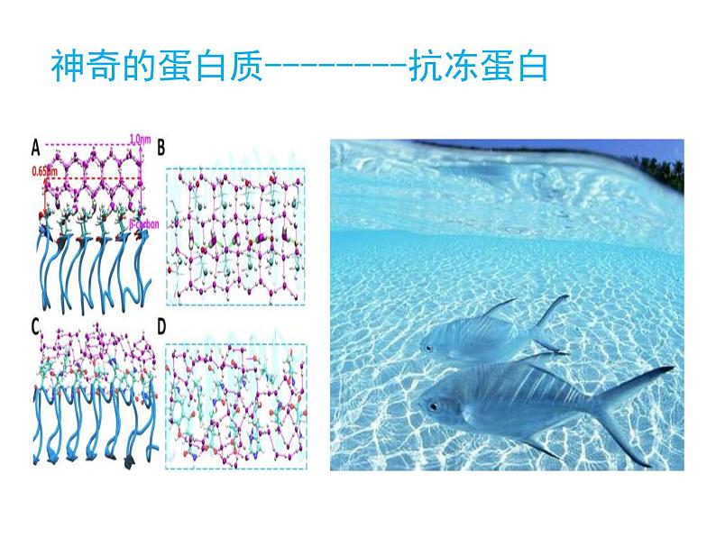 《蛋白质是生命活动的主要承担者》课件2第4页