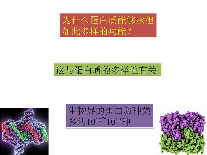 《蛋白质是生命活动的主要承担者》课件2第7页