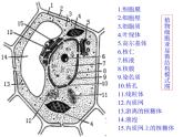 《细胞核的结构和功能》课件