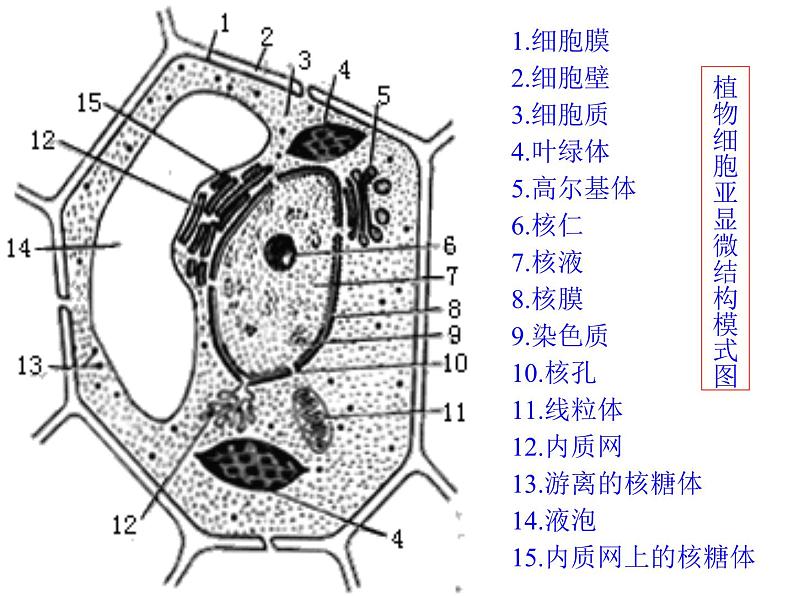 《细胞核的结构和功能》课件第2页