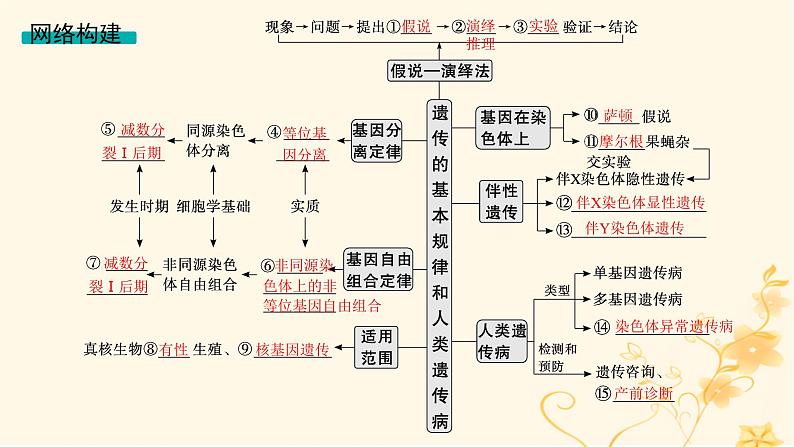 适用于新高考新教材2024版高考生物二轮复习专题4遗传的基本规律和人类遗传参件课件PPT第3页