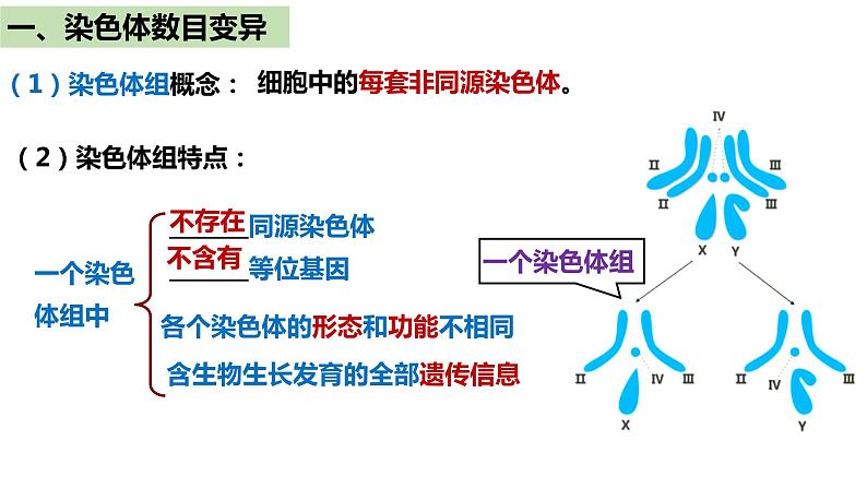 人教版高中生物必修二5.2染色体变异（第1课时）课件+同步分层练习（含答案解析）08