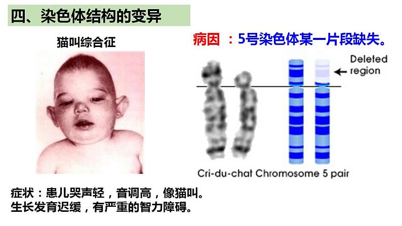 人教版高中生物必修二5.2染色体变异（第2课时）课件+同步分层练习（含答案解析）02
