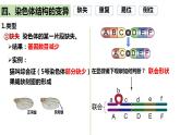 人教版高中生物必修二5.2染色体变异（第2课时）课件+同步分层练习（含答案解析）