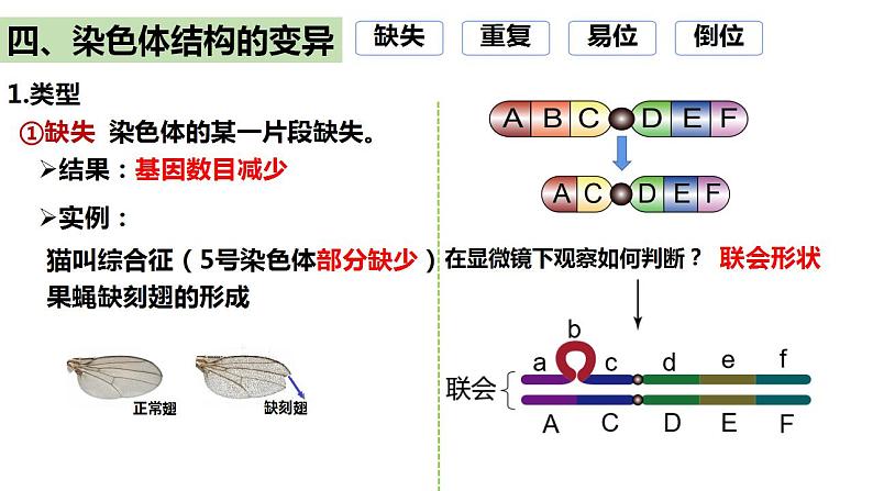 人教版高中生物必修二5.2染色体变异（第2课时）课件+同步分层练习（含答案解析）03