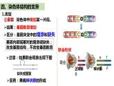 人教版高中生物必修二5.2染色体变异（第2课时）课件+同步分层练习（含答案解析）