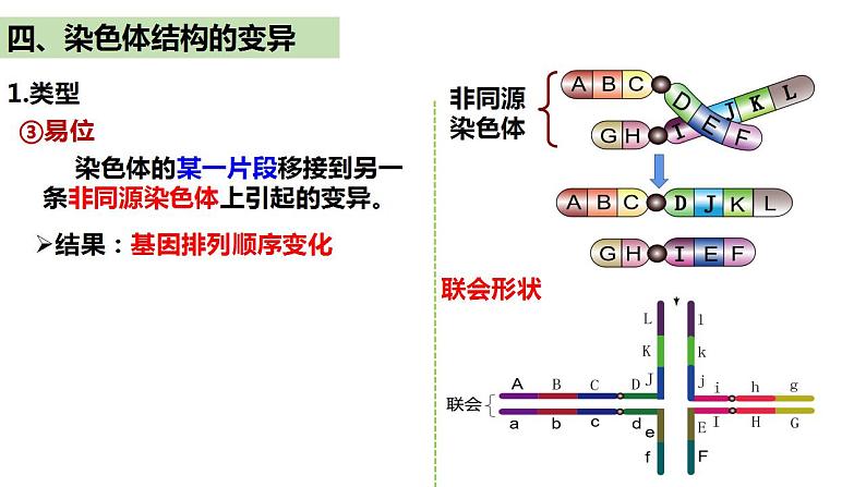 人教版高中生物必修二5.2染色体变异（第2课时）课件+同步分层练习（含答案解析）06