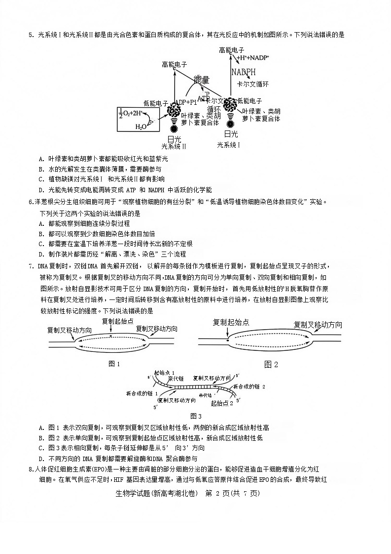 湖北省名校联考2023-2024学年高三上学期期中联考生物试题（Word版附答案）02