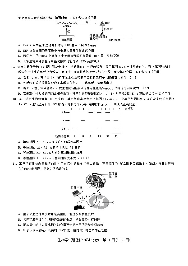 湖北省名校联考2023-2024学年高三上学期期中联考生物试题（Word版附答案）03