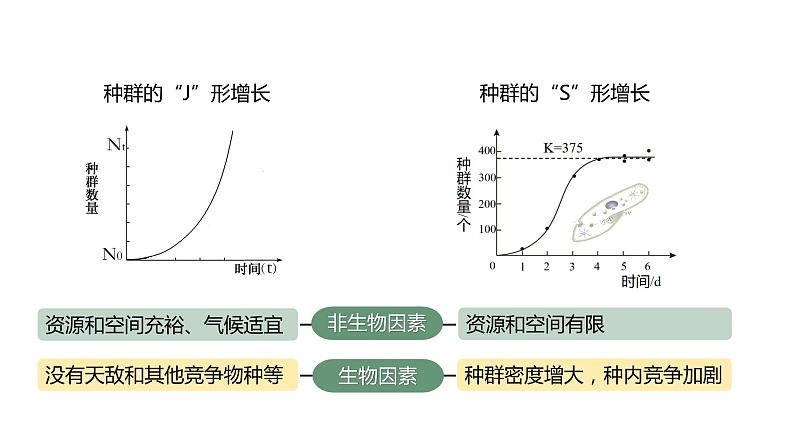 1.3 影响种群数量变化的因素-2023-2024学年高二生物人教版选择性必修2课件第5页